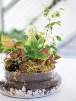 Cloche Terrarium Kit Medium -Garden Supplies Sales 8599150 03v