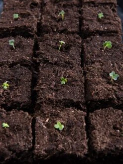 Vermont Compost Company Fort Vee™ Potting Mix, 20 Quarts 14 Vermont Compost Company Fort Vee™ Potting Mix, 20 Quarts -Garden Supplies Sales 8599281 5930