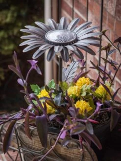 Desert Steel Daisy Solar Light -Garden Supplies Sales 8599556 01V tif