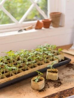 Paper Pots, 50 Cell -Garden Supplies Sales 8599830 0502 paper pots 50 cell tif