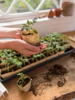 Paper Pots, 50 Cell -Garden Supplies Sales 8599830 0507 tif