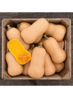 Brulee Butternut Squash Organic Seeds -Garden Supplies Sales 8599867 01v