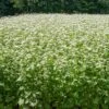 Common Buckwheat Organic Seeds 1 Common Buckwheat Organic Seeds -Garden Supplies Sales 8599871 02v common buckwheat organic seeds