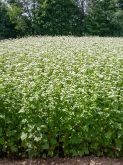 Common Buckwheat Organic Seeds
