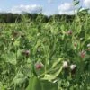 Field Peas, Oats And Vetch Mix Organic Seeds -Garden Supplies Sales 8599874 01V tif