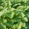Lemon Balm Organic Seeds -Garden Supplies Sales 8599880 01V tif