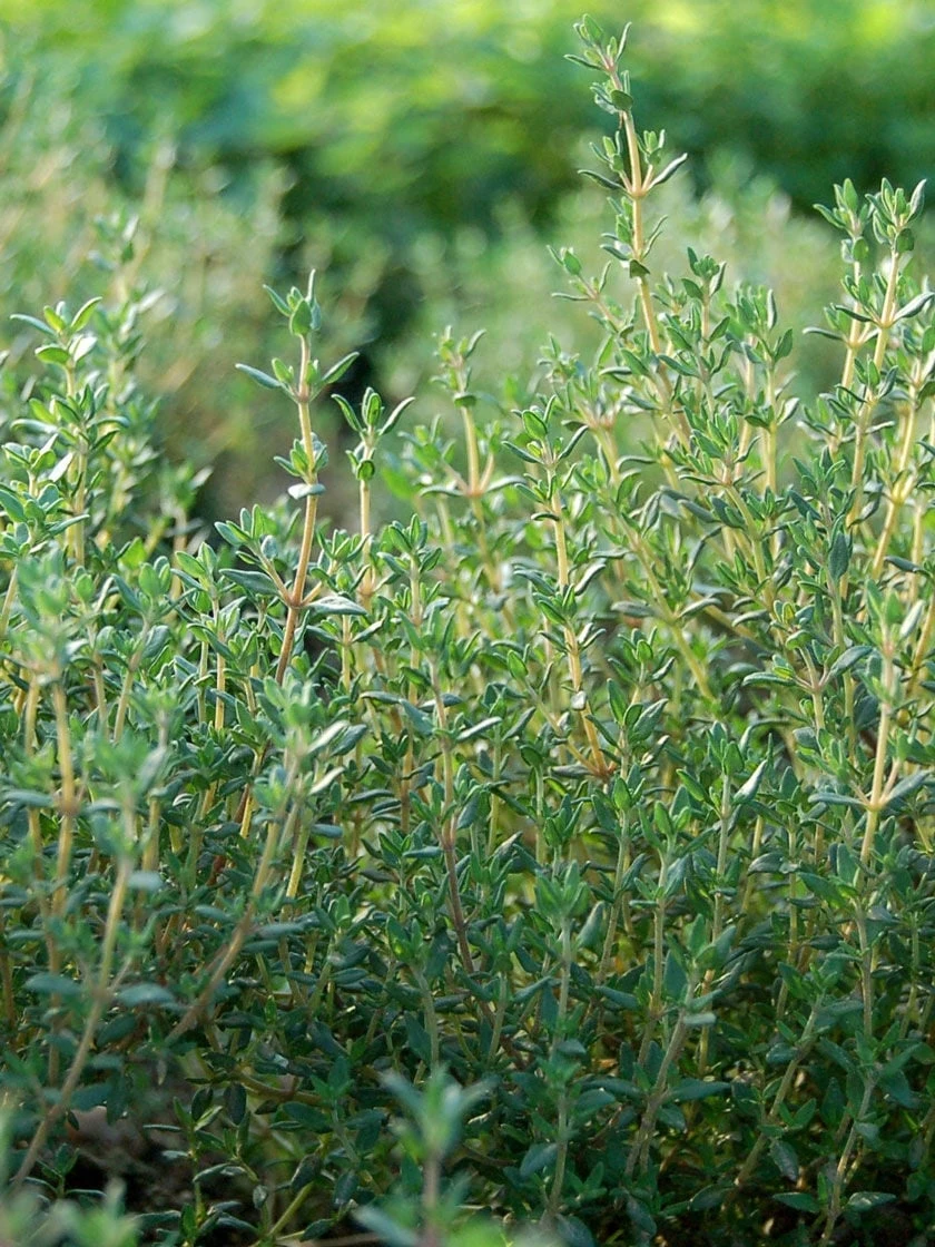 Thyme Organic Seeds 3 Thyme Organic Seeds