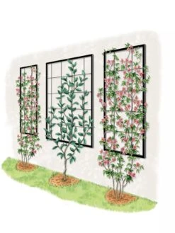 Exeter Wall Trellis 13 Exeter Wall Trellis -Garden Supplies Sales 8600049 50 0001 art tif