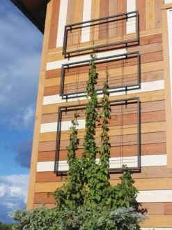 Exeter Wall Trellis 11 Exeter Wall Trellis -Garden Supplies Sales 8600049 7121 tif