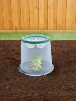 Sunny Forcing Cloches, Set Of 3 13 Sunny Forcing Cloches, Set Of 3 -Garden Supplies Sales 8600075 02V tif