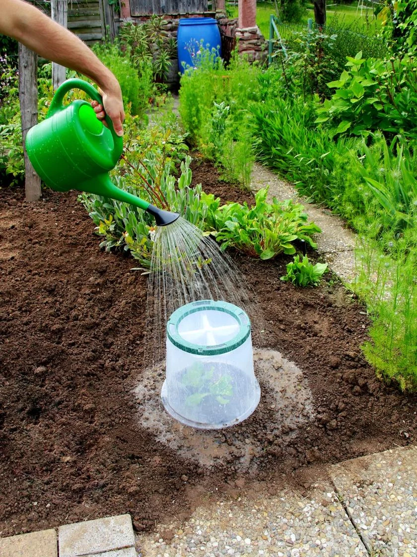 Sunny Forcing Cloches, Set Of 3 3 Sunny Forcing Cloches, Set Of 3