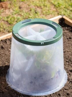 Sunny Forcing Cloches, Set Of 3 12 Sunny Forcing Cloches, Set Of 3 -Garden Supplies Sales 8600075 0734 tif