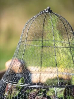 Chicken Wire Cloche With Extension -Garden Supplies Sales 8600116 0607 tif
