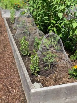 Chicken Wire Cloche With Extension -Garden Supplies Sales 8600116 4930 tif