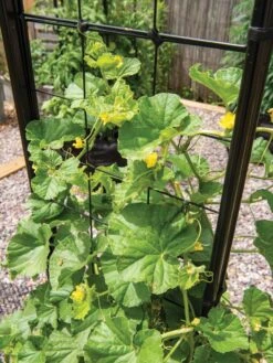 Gardener’s Victory Self-Watering Planter With Vine Trellis -Garden Supplies Sales 8600176 6853