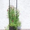 Gardener’s Victory Self-Watering Planter With Vine Trellis -Garden Supplies Sales 8600177 05490 tif