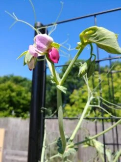 Gardener’s Victory Self-Watering Planter With Vine Trellis -Garden Supplies Sales 8600177 6588 tif