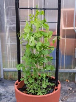 Gardener’s Victory Self-Watering Planter With Vine Trellis -Garden Supplies Sales 8600178 5000 tif