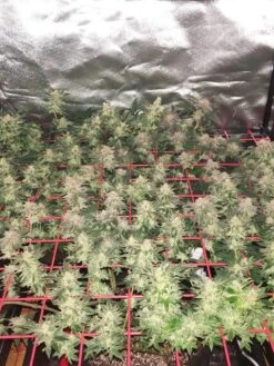 Hemp Grow Kit 18 Hemp Grow Kit -Garden Supplies Sales 8600301 01TEST tif