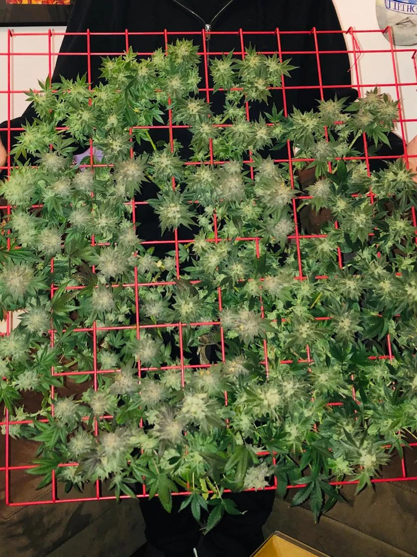 Hemp Grow Kit 8 Hemp Grow Kit - Image 6