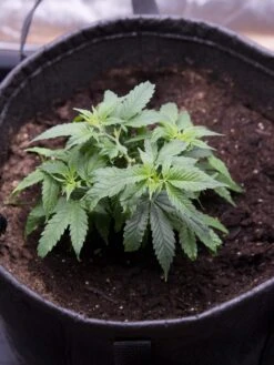 Hemp Success Kit 14 Hemp Success Kit -Garden Supplies Sales 8600301 0584 tif