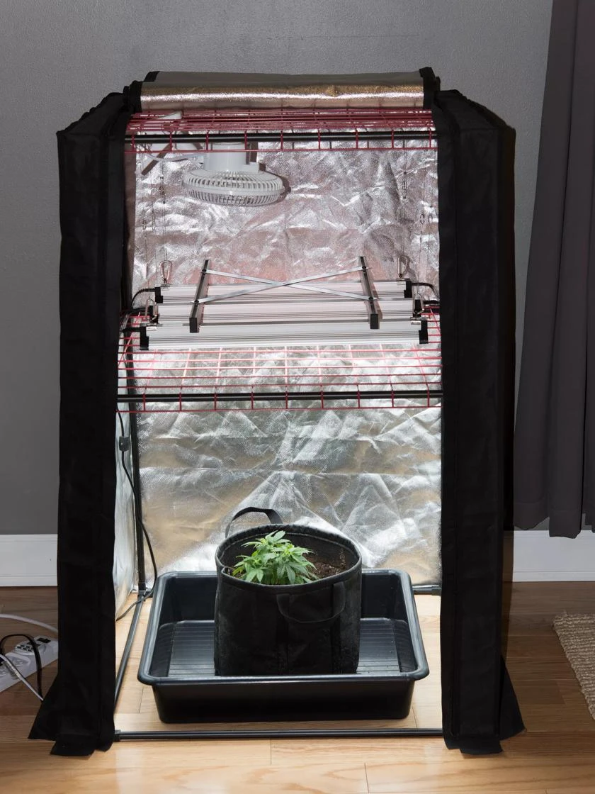 Hemp Grow Kit 5 Hemp Grow Kit - Image 3