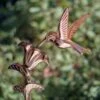 Hummingbird Cottage Copper Weathervane With Roof Mount -Garden Supplies Sales 8600377 03v hummingbird cottage weathervane roof mount 1