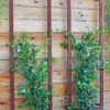 Ina Modern Wall Trellis Sr. -Garden Supplies Sales 8600510 05V tif