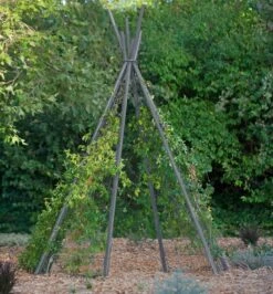 Annabel Tipi Trellis -Garden Supplies Sales 8600521 07V jpg