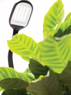 Agrobrite Desktop LED Plant Lamp -Garden Supplies Sales 8608870 0320 tif 1
