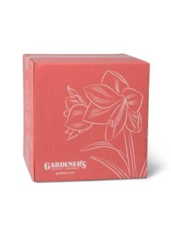 Amaryllis Planting Kit -Garden Supplies Sales 8608878 755