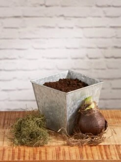 Amaryllis Planting Kit -Garden Supplies Sales 8608878 diykit 2021 02