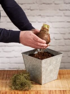 Amaryllis Planting Kit -Garden Supplies Sales 8608878 diykit 2021 03