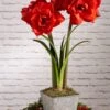 Amaryllis Planting Kit -Garden Supplies Sales 8608878 diykit 2021 06 amaryllis planting kit