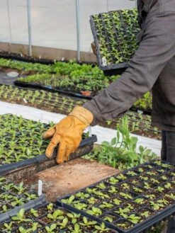 The Vermonter By Vermont Glove -Garden Supplies Sales 8608918 08v