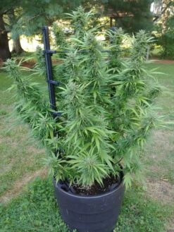 Victory Hemp Success Kit -Garden Supplies Sales 8609041 5004 tif