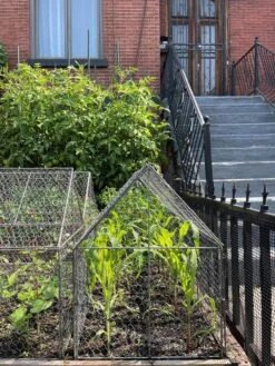 Chicken Wire Crop Coop -Garden Supplies Sales 8609080 02CUST tif