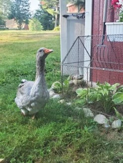 Chicken Wire Crop Coop -Garden Supplies Sales 8609080 02IN tif