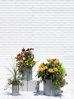 Metal Bucket Planters 11 Metal Bucket Planters -Garden Supplies Sales 8609085 0852 tif