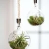 Mini Blown-Glass Hanging Terrarium, Set Of 2 -Garden Supplies Sales 8609218 0311 mini blown glass hanging terrarium set of 2