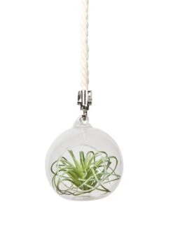 Mini Blown-Glass Hanging Terrarium, Set Of 2 -Garden Supplies Sales 8609218 03v