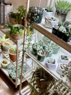 Oslo 2-Tier LED Grow Light Garden, 2 Fixtures -Garden Supplies Sales 8609221 02IN tif