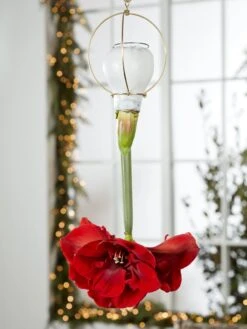 Waxed Amaryllis Brass Hangers, Set Of 3 -Garden Supplies Sales 8609252 2020 6014