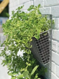 Wire Wall Pockets Vertical Gardens -Garden Supplies Sales 8609429 9500 tif