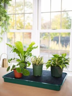 Self-Watering Tray -Garden Supplies Sales 8609872 9021 tif