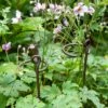 Arden Single Stem Supports, Set Of 2 -Garden Supplies Sales 8609887 8022 tif