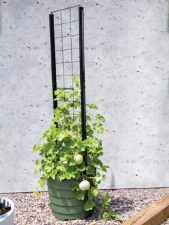 Gardener’s Victory Self-Watering Planter With Vine Trellis -Garden Supplies Sales 8610238 15487 tif