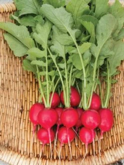 Family Garden Organic Seed Collection, Set Of 7 -Garden Supplies Sales 8610262 Cherry Belle Radish 06V tif