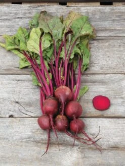 Family Garden Organic Seed Collection, Set Of 7 -Garden Supplies Sales 8610262 Detroit Dark Red Beet 03V tif