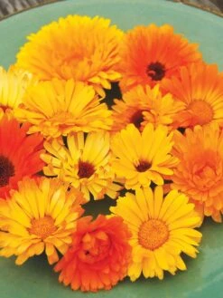 Family Garden Organic Seed Collection, Set Of 7 -Garden Supplies Sales 8610262 Pacific Beauty Calendula 07V tif